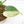 Monstera Deliciosa 'White Monster' (wk24-UK) *Half Moon*