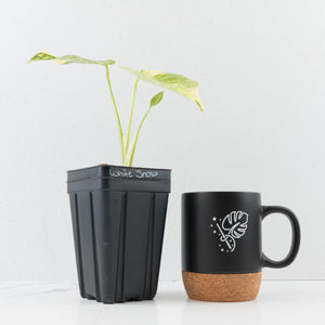 Monstera Deliciosa 'White Snow' (wk36-L226)