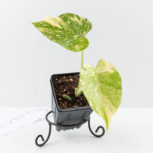 Monstera Deliciosa 'White Snow' (wk36-L226)
