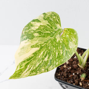 Monstera Deliciosa 'White Snow' (wk36-L226)