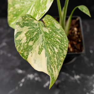Monstera Deliciosa 'White Snow' (wk43-L226)