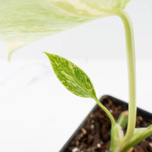 Monstera Deliciosa 'White Snow' (wk36-L226)