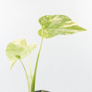 Monstera Deliciosa 'White Snow' (wk36-L226)