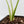 Monstera Deliciosa 'White Snow' (wk36-L226)