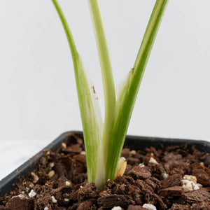 Monstera Deliciosa 'White Snow' (wk36-L226)