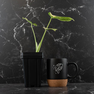 Monstera Deliciosa 'White Snow' (wk42-U113)