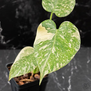 Monstera Deliciosa 'White Snow' (wk42-U113)
