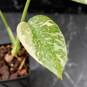 Monstera Deliciosa 'White Snow' (wk42-U113)