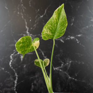 Monstera Deliciosa 'White Snow' (wk42-U113)