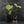 Monstera Deliciosa 'White Snow' (wk42-U114)