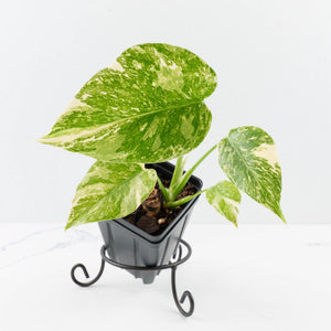 Monstera Deliciosa 'White Snow' (wk35-U114)