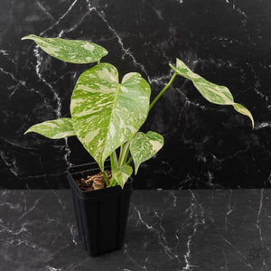 Monstera Deliciosa 'White Snow' (wk42-U114)