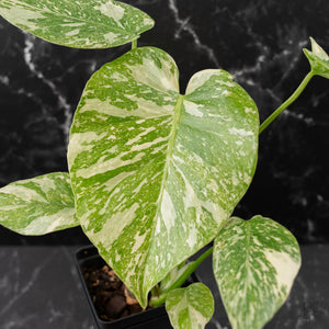 Monstera Deliciosa 'White Snow' (wk42-U114)