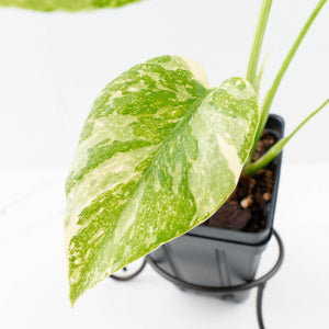 Monstera Deliciosa 'White Snow' (wk35-U114)
