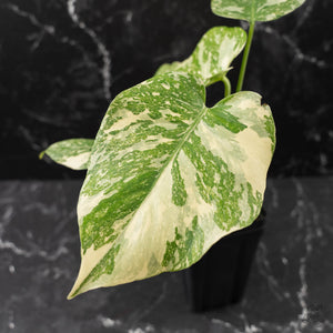 Monstera Deliciosa 'White Snow' (wk42-U114)