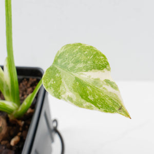 Monstera Deliciosa 'White Snow' (wk35-U114)