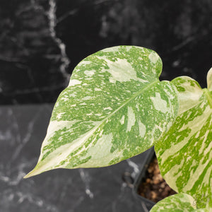 Monstera Deliciosa 'White Snow' (wk42-U114)