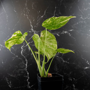 Monstera Deliciosa 'White Snow' (wk42-U114)