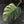 Monstera Deliciosa 'White Tear' (wk39-U96)