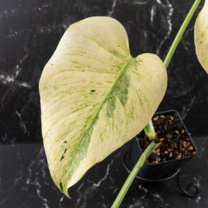 Monstera Deliciosa 'White Tear' (wk39-U96)