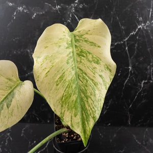 Monstera Deliciosa 'White Tear' (wk39-U96)