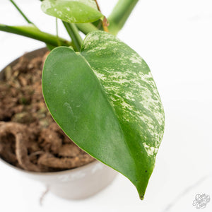 Monstera Deliciosa 'White Monster' (wk25-A)