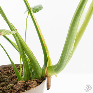 Monstera Deliciosa 'White Monster' (wk25-A)