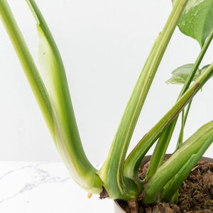Monstera Deliciosa 'White Monster' (wk25-A)