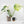 Monstera Deliciosa 'White Monster' (wk25-A)