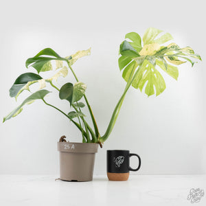 Monstera Deliciosa 'White Monster' (wk25-A)