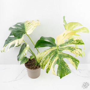 Monstera Deliciosa 'White Monster' (wk25-A)