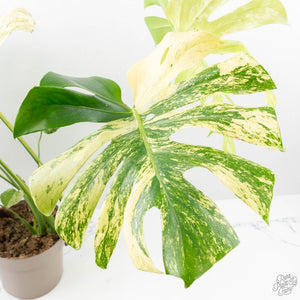 Monstera Deliciosa 'White Monster' (wk25-A)