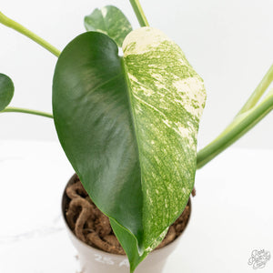 Monstera Deliciosa 'White Monster' (wk25-A)