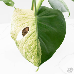 Monstera Deliciosa 'White Monster' (wk25-A)