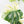 Monstera Deliciosa 'White Monster' (wk25-A)