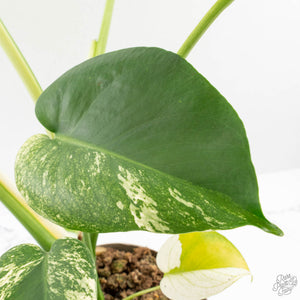 Monstera Deliciosa 'White Monster' (wk26-A)