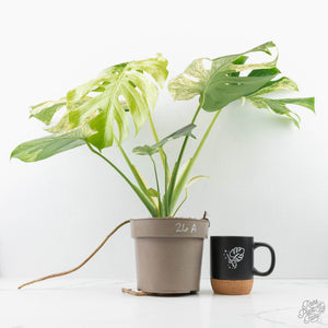 Monstera Deliciosa 'White Monster' (wk26-A)
