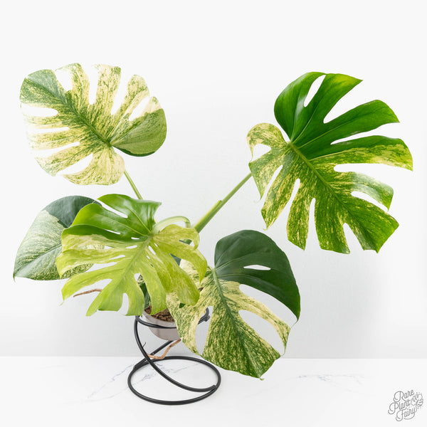 Monstera Deliciosa 'White Monster' (wk26-A) – Rare Plant Fairy