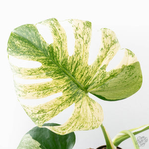 Monstera Deliciosa 'White Monster' (wk26-A)
