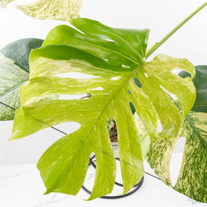 Monstera Deliciosa 'White Monster' (wk26-A)