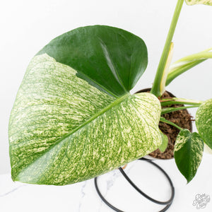 Monstera Deliciosa 'White Monster' (wk26-A)