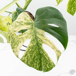 Monstera Deliciosa 'White Monster' (wk26-A)