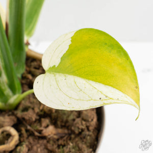 Monstera Deliciosa 'White Monster' (wk26-A)