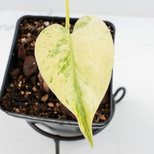 Monstera Deliciosa 'White Monster' by Kunzo (wk32-UH)