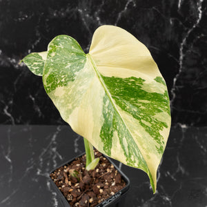 Monstera Deliciosa 'White Snow' (wk41-L351)