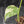 Monstera Deliciosa 'White Snow' (wk41-L351)