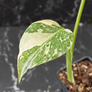 Monstera Deliciosa 'White Snow' (wk41-L351)