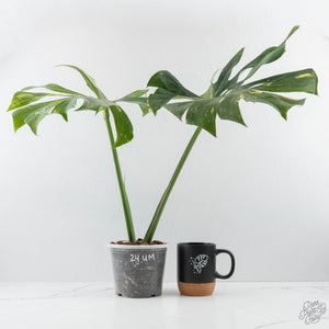 Monstera Deliciosa 'Yoda' (wk24-UM)