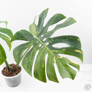 Monstera Deliciosa 'Yoda' (wk24-UM)