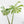 Monstera Deliciosa 'Yoda' (wk24-UM)